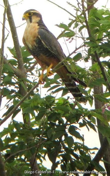 Aplomado Falcon - Falco femoralis