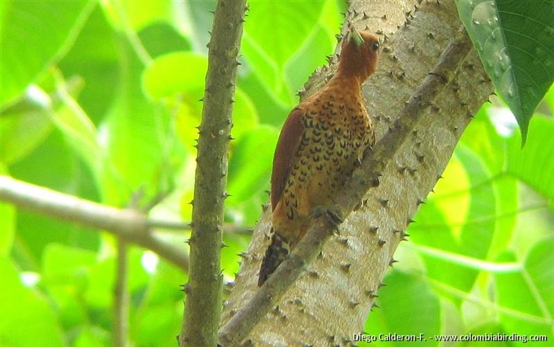 Cinnamon Woodpecker - Celeus loricatus