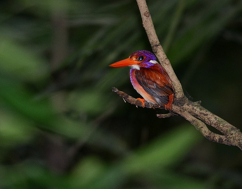Philippine Dwarf-kingfisher