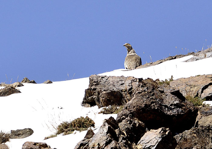 Altai Snowcock