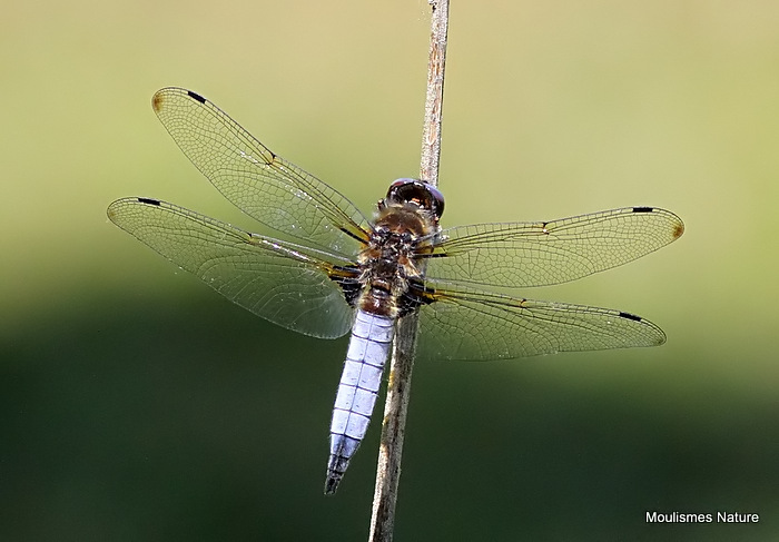 Scarce Chaser male