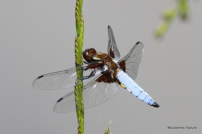 Broad-bodied Chaser male
