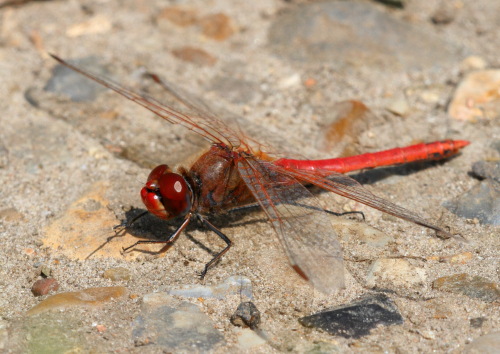 Red-veined Darter