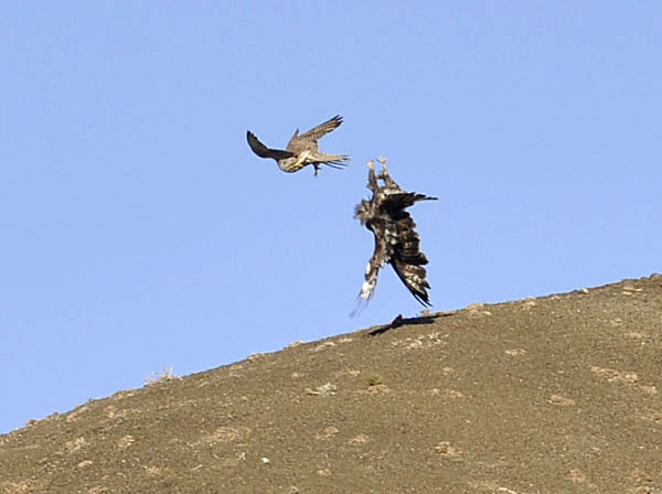 Saker mobbing an Upland Buzzard