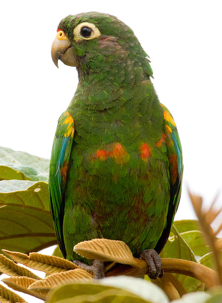 Santa Marta Parakeet