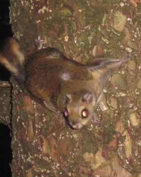Japanese Flying Squirrel