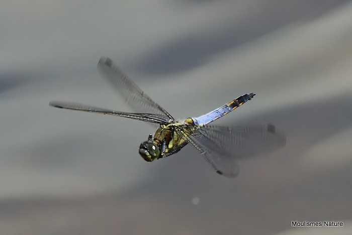Black-tailed Skimmer male