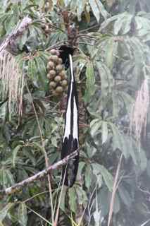 Barnes' Long-tailed Astrapia at lek area above Ambua, 2350m 