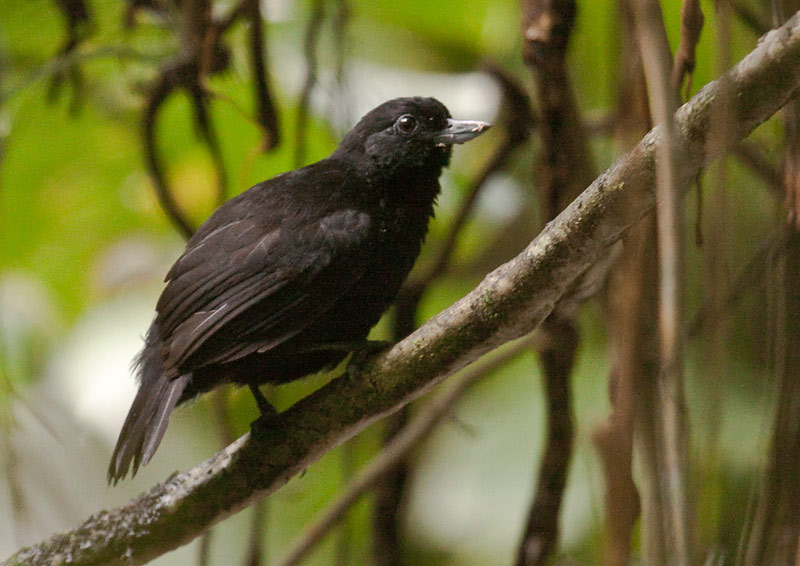 Black Bushbird