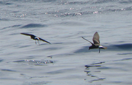 Band-rumped Storm-petrel (with Wilson's SP)