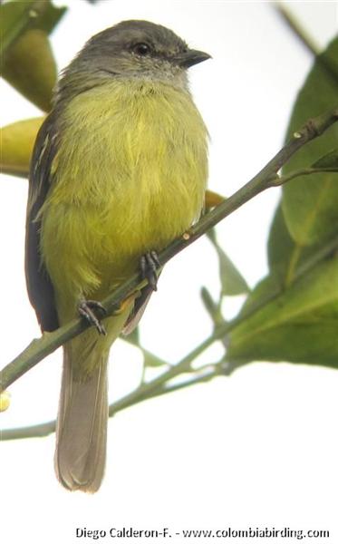 Yellow-crowned Tyrannulet - Tyrannulus elatus