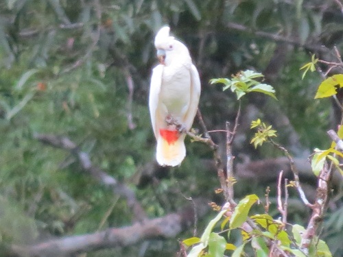 Philippine Cockatoo