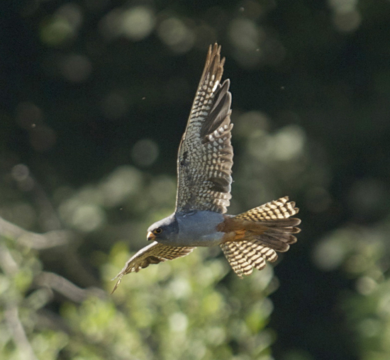 Red-footed Falcon 1s male