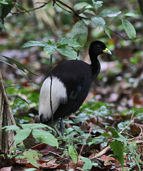 Pale-winged Trumpeter