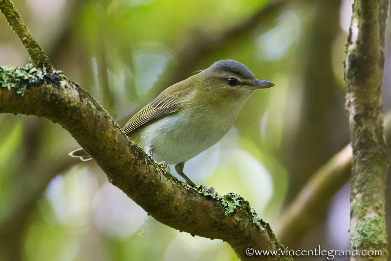 Red-eyed Vireo (Vireo olivaceus), 1st winter
