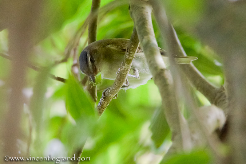 Red-eyed Vireo (Vireo olivaceus), 1st winter