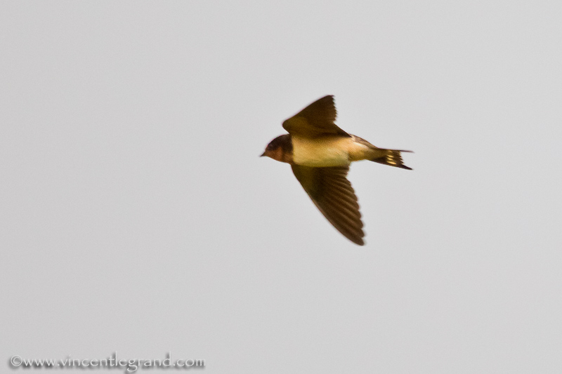 American Barn Swallow (Hirundo rustica erytrogaster), 1st winter
