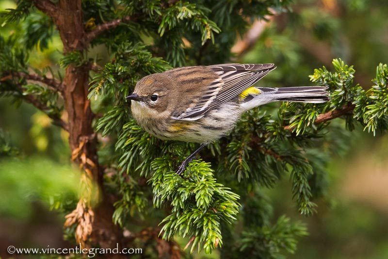 Yellow-rumped Warbler (Dendroica coronata), 1st winter male 
