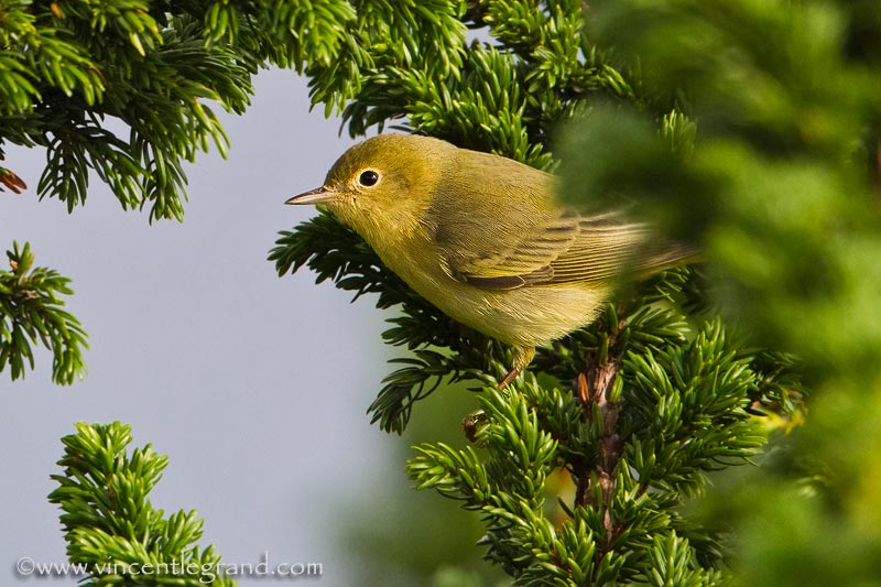 American Yellow Warbler (Dendroica petechia), 1st winter female 