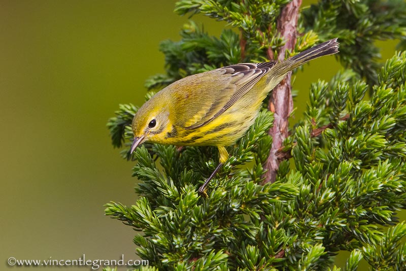 Prairie Warbler (Dendroica discolor), 1st winter male