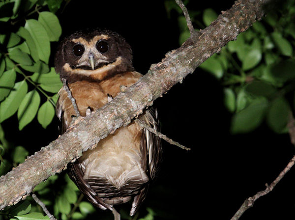 Tawny-Browed Owl