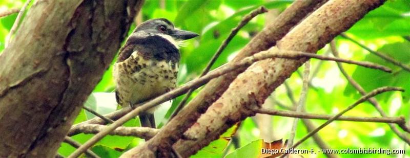 Sooty-capped Puffbird (Bucco noanamae)