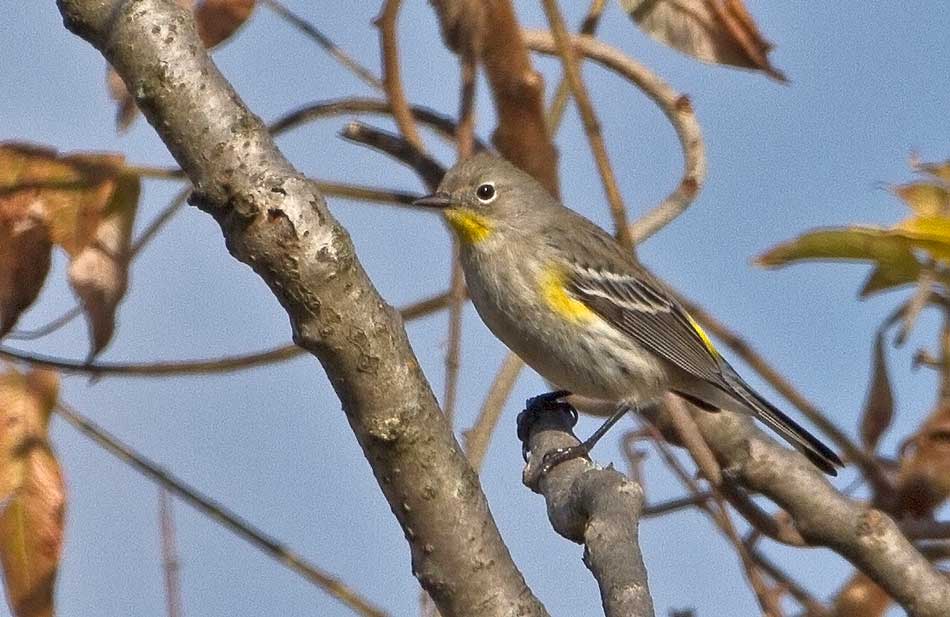 Yellow-rumped "Audubon's" Warbler