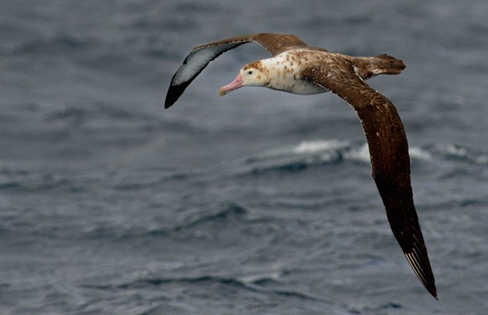 Amsterdam Island Albatross