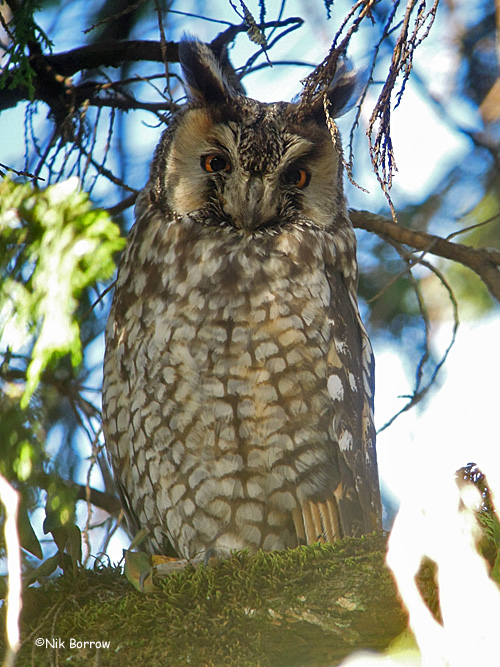 Abyssinian Owl