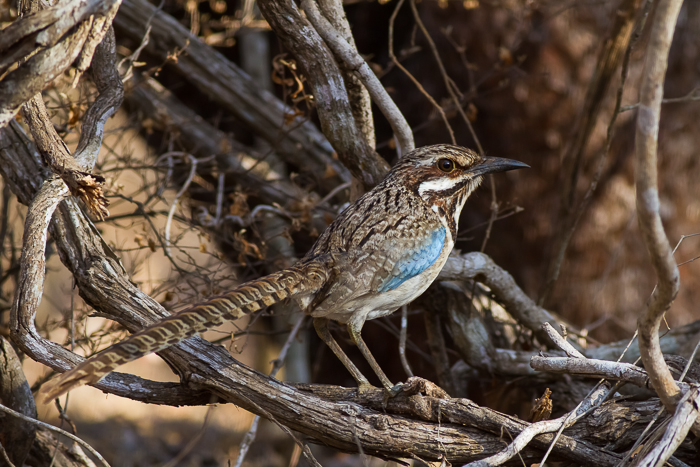 Long-tailed Ground-Roller