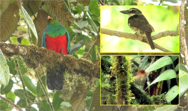 Hooded Antpitta + Sooty-capped Puffbird (and a Christmas Golden-headed Quetzal)