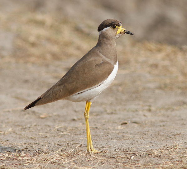 Yellow-wattled Plover