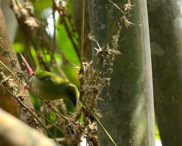 Green-faced Parrotfinch 