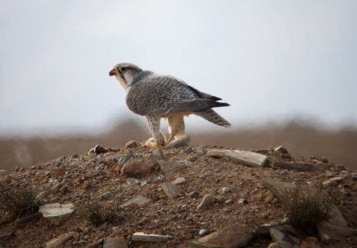 Lanner Falcon (ssp erlangeri)