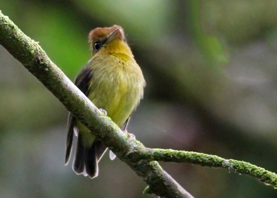 Yellow-throated Spadebill