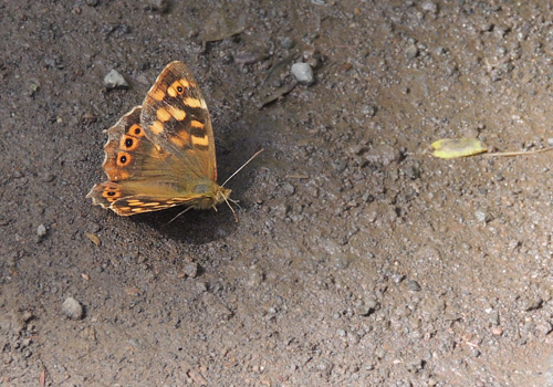 Canary Speckled Wood