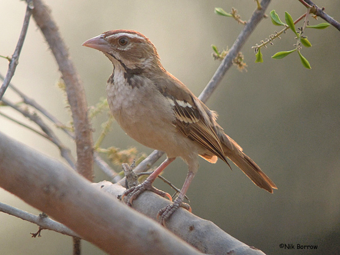 Chestnut-crowned Sparrow Weaver