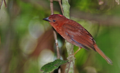 Red-crowned Ant Tanager