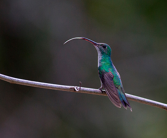 Mangrove Hummingbird