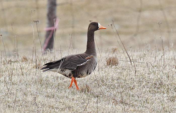 Greenland White-fronted Goose