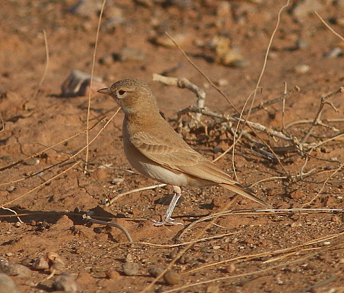 Bar-tailed Desert Lark
