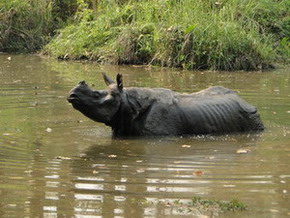 Greater One-horned Rhino