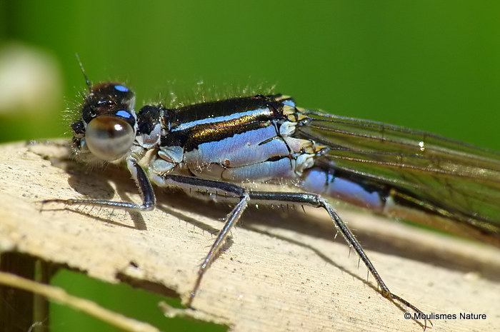 Blue-tailed Damselfly male teneral