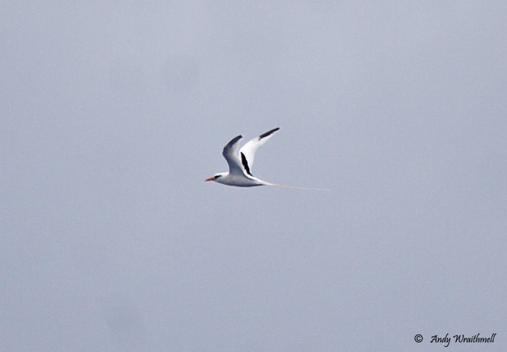 adult White-tailed Tropicbird