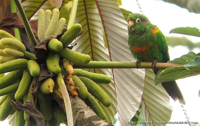 Santa Marta Parakeet - Pyrrhura viridicata