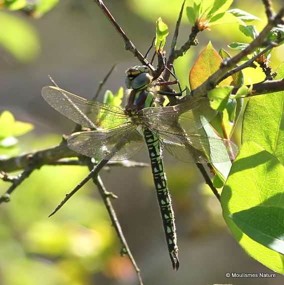 Hairy Dragonfly teneral male