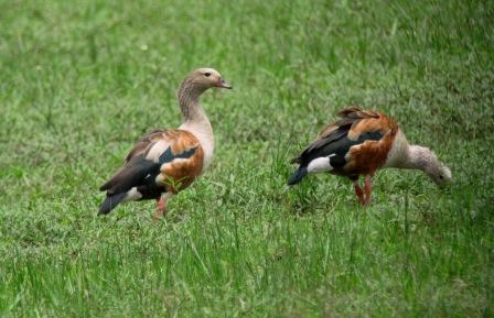 Orinoco Goose