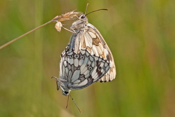 Marbled Whites (at it!)