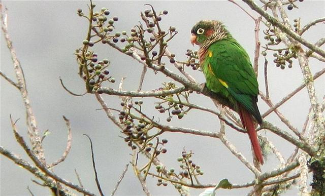 Brown-breasted [Flame-winged] Parakeet - Pyrrhura calliptera
