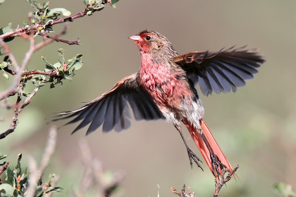 Pink-tailed Bunting